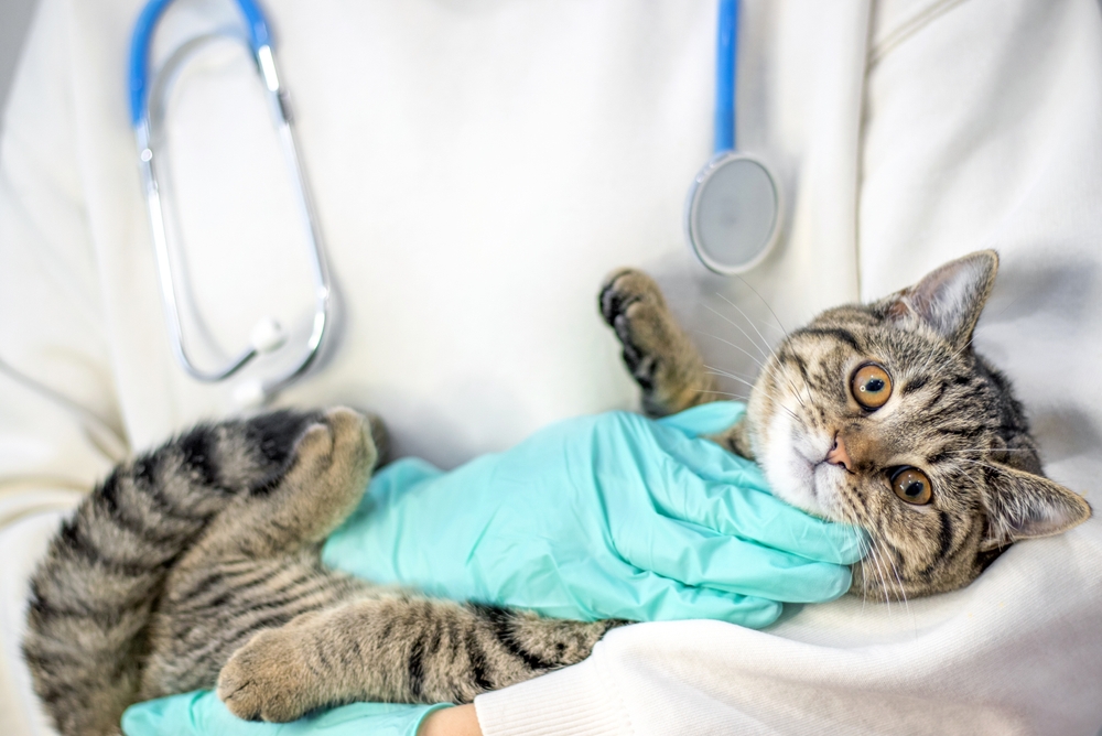 Is This a Pet Emergency? Signs Your Dog or Cat Needs Immediate Veterinary Care