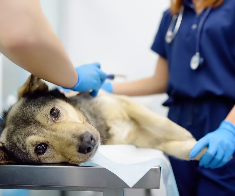 Veterinarians,Examines,A,Large,Dog,In,Veterinary,Clinic.,Vet,Doctors