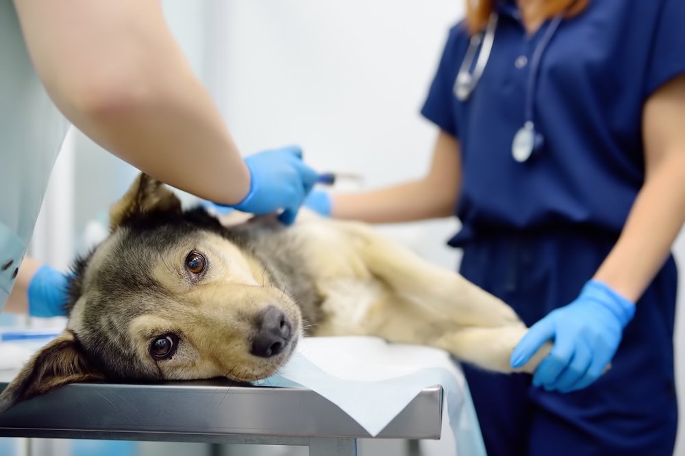 What to Expect During an Emergency Vet Visit in Huntington, NY