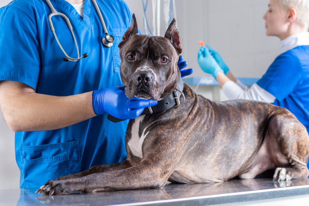 Signs Your Pet May Need Orthopedic Surgery — And When to Seek Help