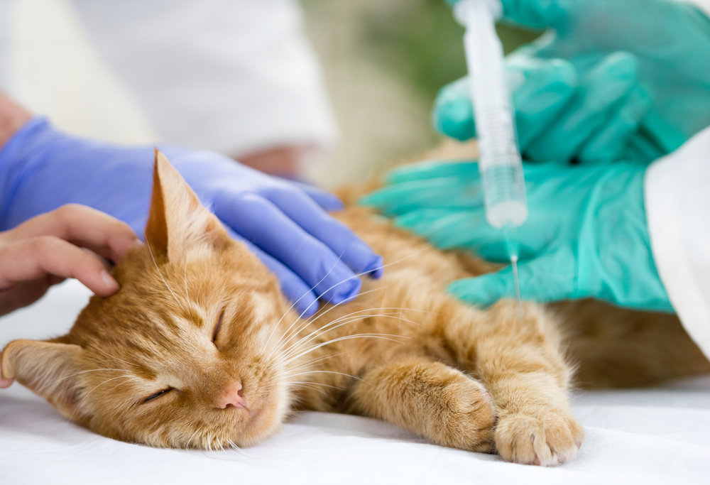 What to Expect When Your Cat Needs Surgery: Preparation, Recovery, and Care