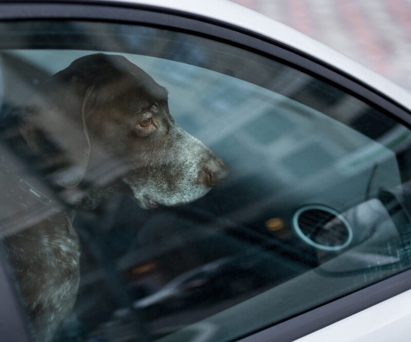 Dog,Left,Alone,In,Locked,Car.,Abandoned,Animal,In,Closed