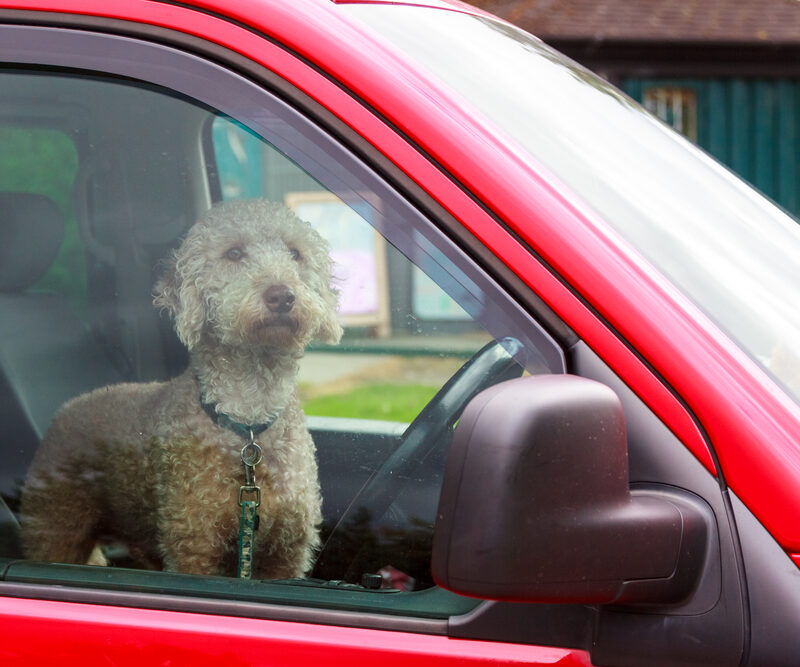 An,Intent,Dog,Waiting,For,His,Owner,In,A,Car