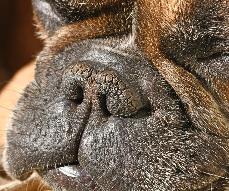 Dry,Brachycephalic,Dog,Nose,With,Narrow,Nostrils,Of,A,French