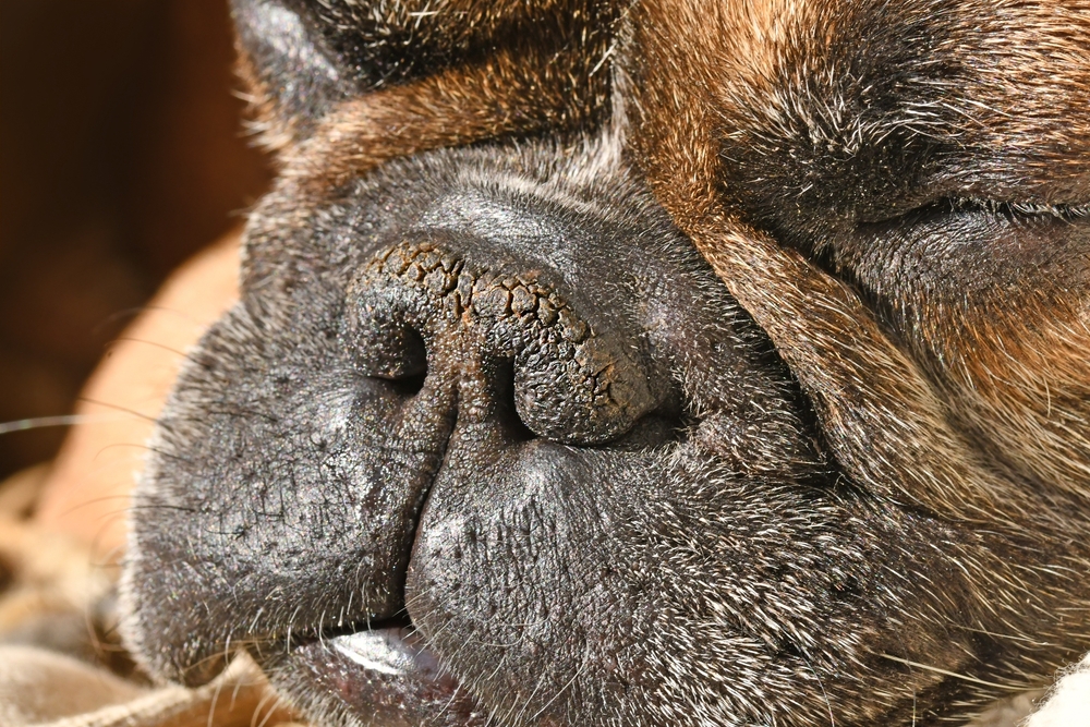 Dry,Brachycephalic,Dog,Nose,With,Narrow,Nostrils,Of,A,French