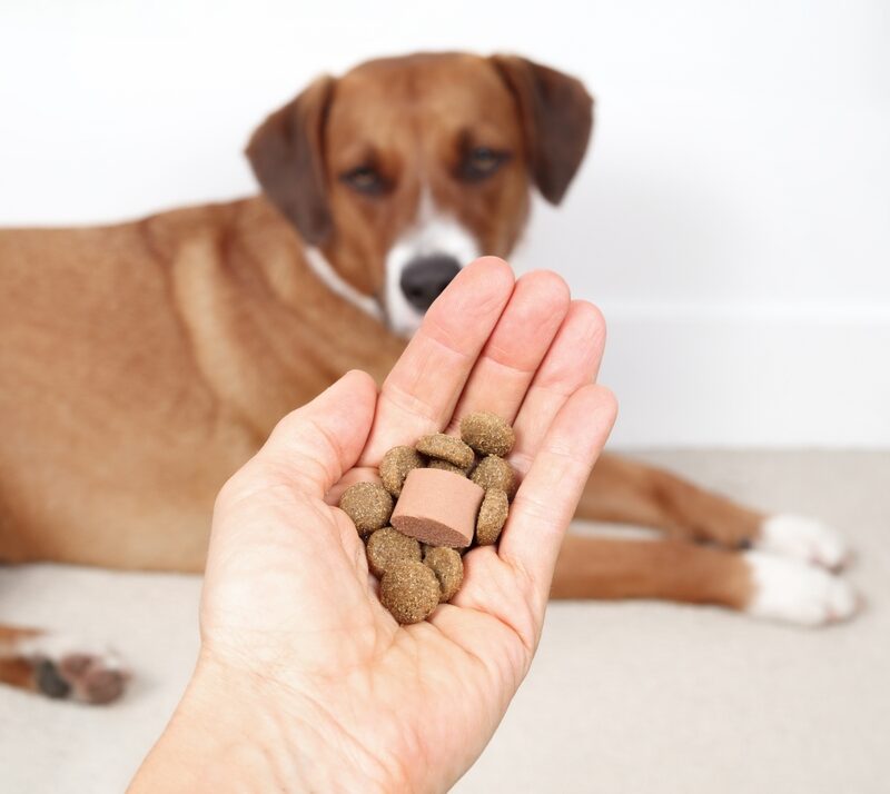 Dog,Dewormer,With,Food,In,Hand,Of,Veterinarian,Or,Owner
