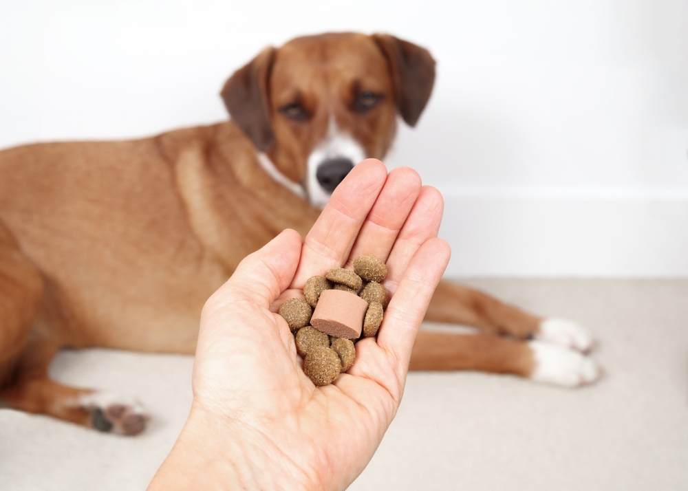 Raw vs. Fresh vs. Kibble: Comparing Diet Options for Dogs