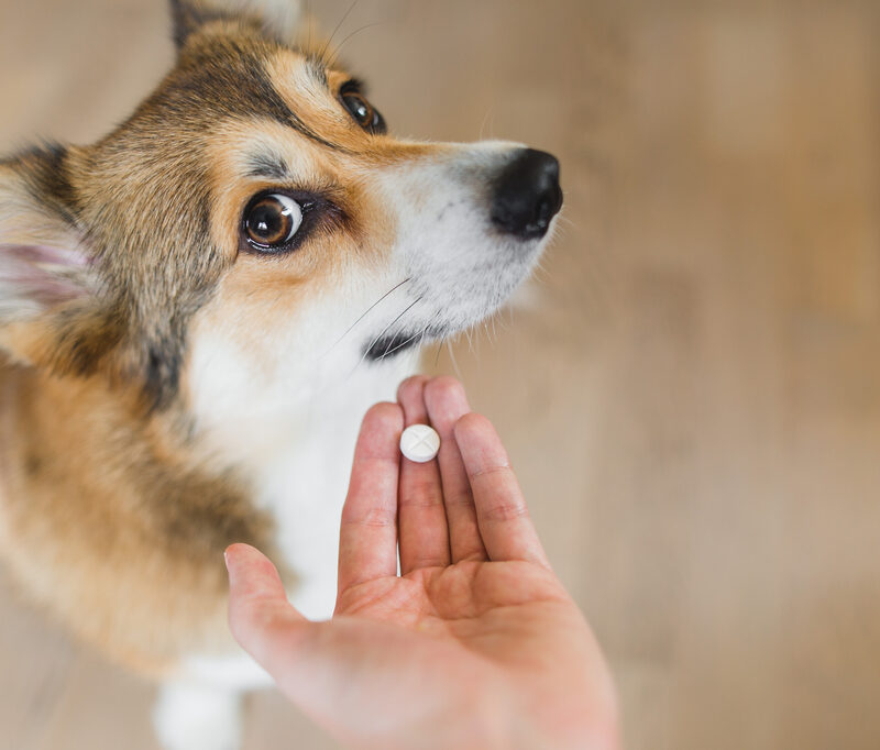 Welsh,Corgi,Pembroke,Sick,Dog,Receiving,A,Medifaction,In,A