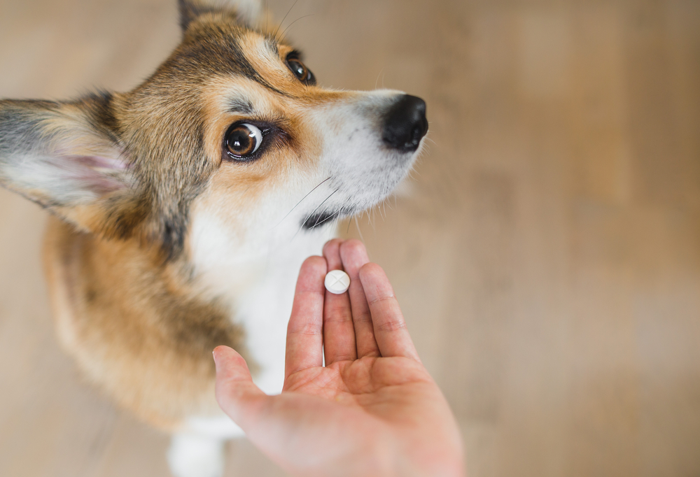 Welsh,Corgi,Pembroke,Sick,Dog,Receiving,A,Medifaction,In,A