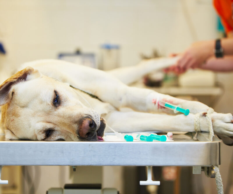 Ill,Labrador,Retriever,In,Veterinary,Clinic.