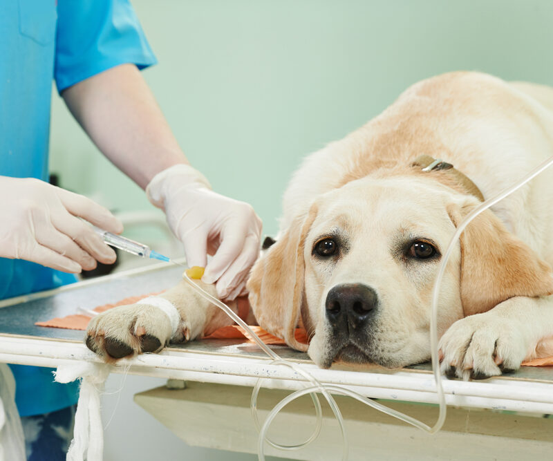 Veterinary,Giving,The,Vaccine,To,The,Ivory,Labrador,Dog