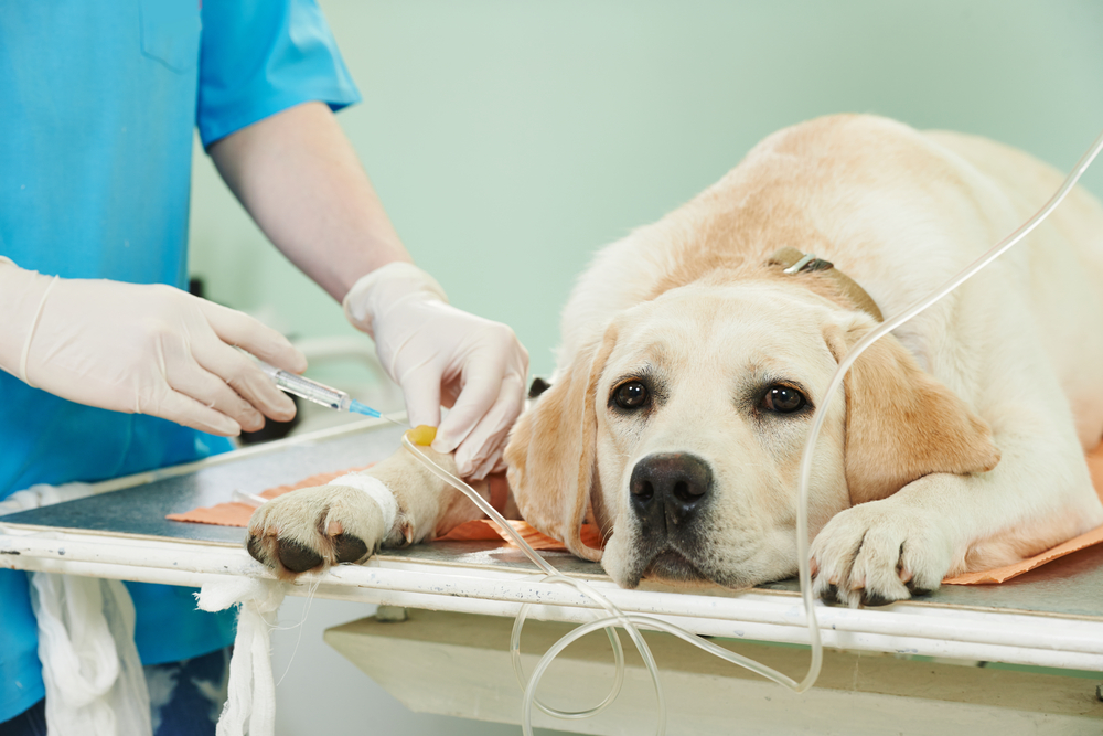 Understanding When Your Pet Needs Specialty Surgery — Insights from Long Island’s VSCLI