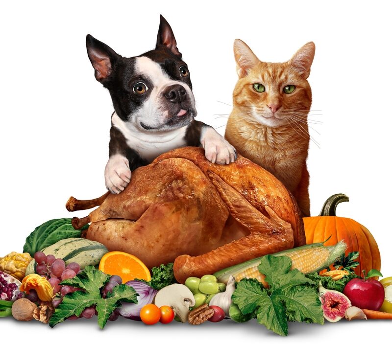 Pets,And,Thanksgiving,As,A,Cute,Dog,And,Cat,With