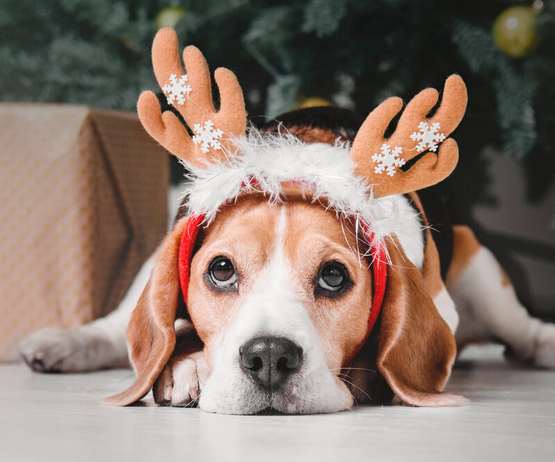 Cute,Dog,With,Reindeer,Antlers,On,Background,Of,Christmas,Tree.