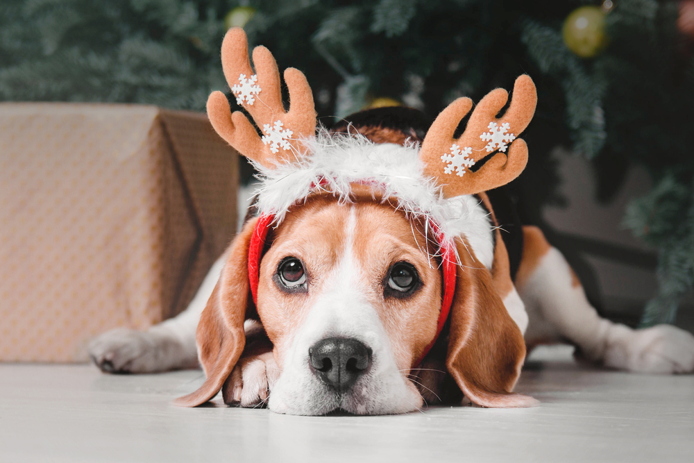 Christmas/holiday Season Dangers for Dogs and Cats