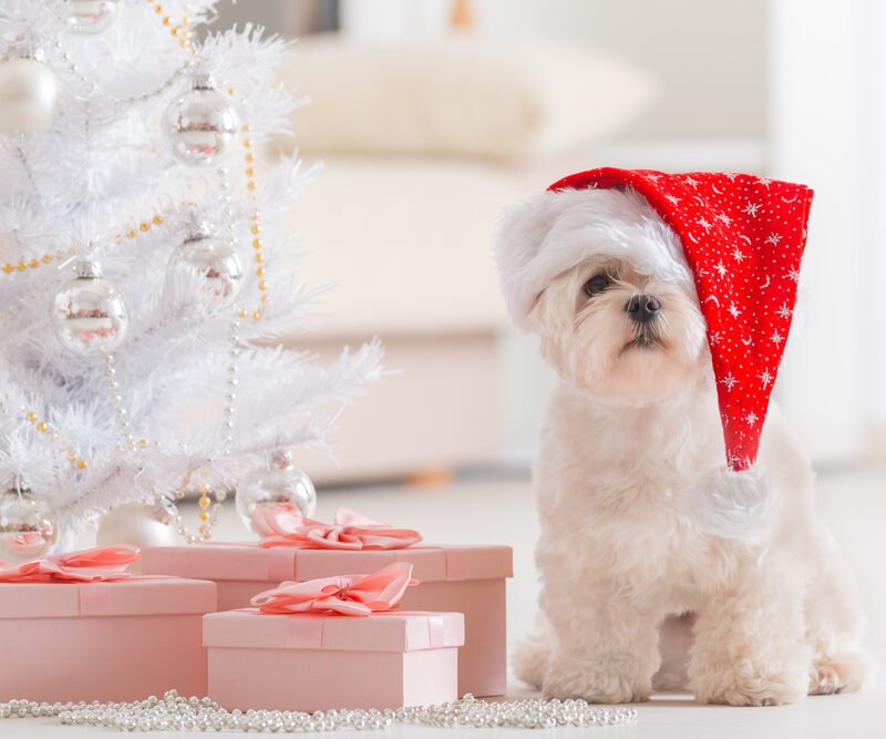 Cute,Little,Dog,Maltese,Sitting,With,Gifts,Near,Christmas,Tree