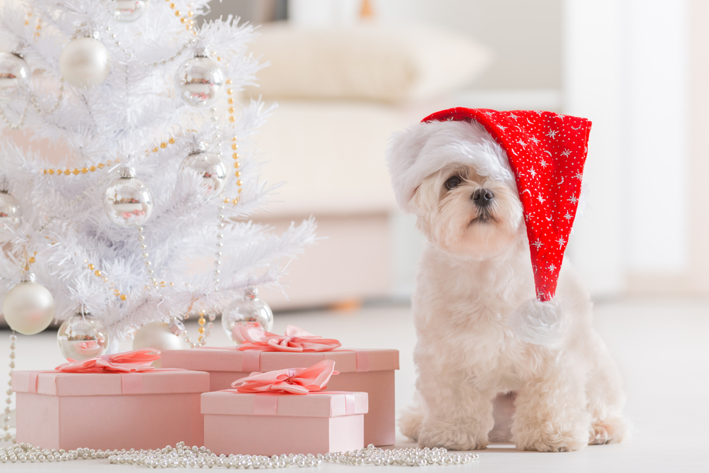 What to Do if Your Dog or Cat Eats Holiday Decoration