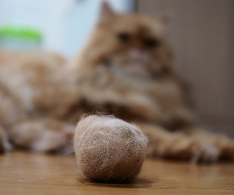 Hairballs,In,Cats.,Hairballs,Occur,As,A,Result,Of,Your