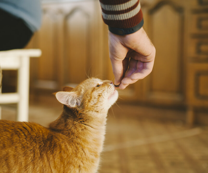 Cute,Cuddly,Red,Cat,Being,Fed