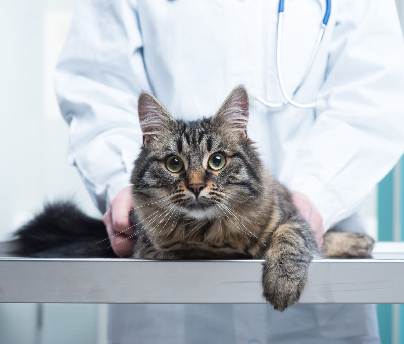 Cat Vet