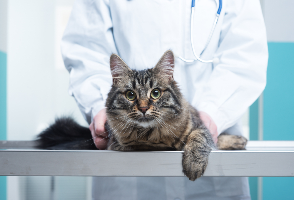Heat Stroke in Cats: Do Cats Suffer from Heat Stroke in the Summer? Recognize Signs & Symptoms