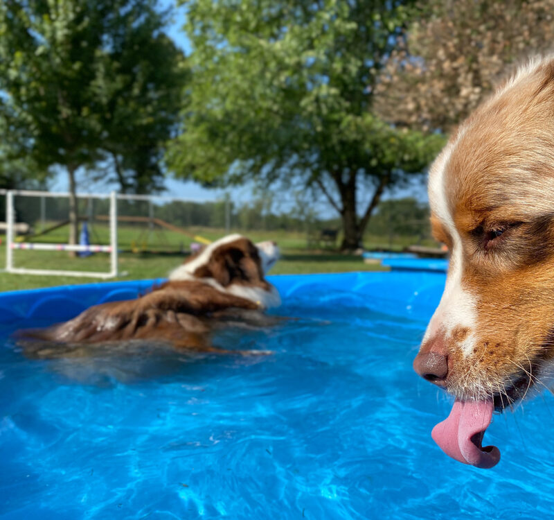 Dogs,Staying,Cool,Playing,And,Drinking,In,The,Pool,,Purebred