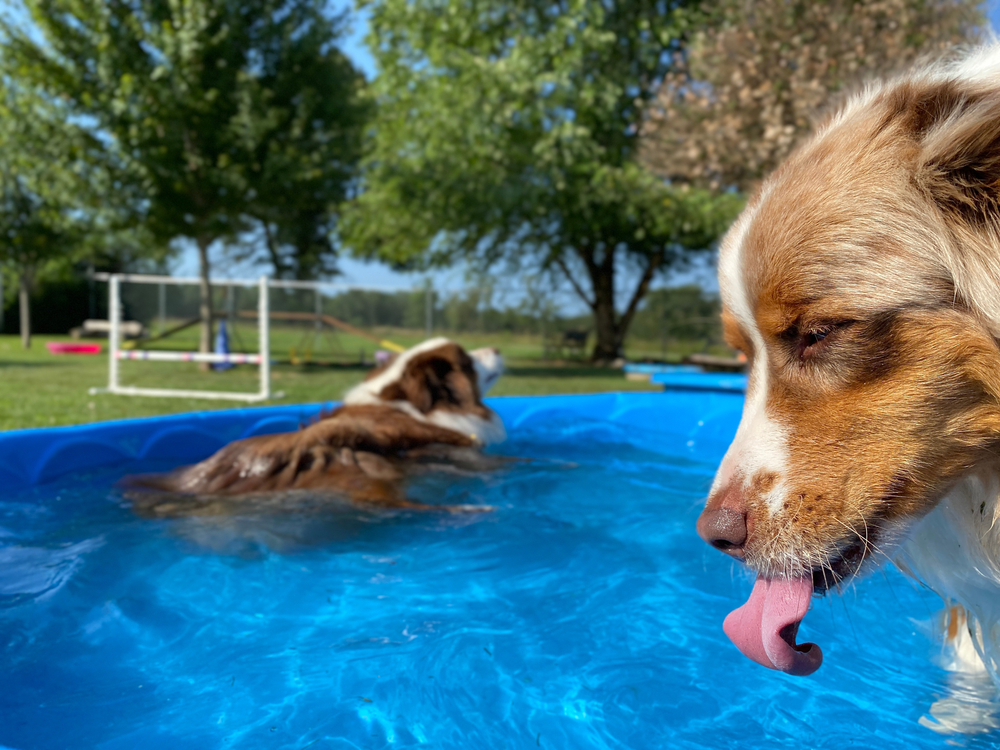 Safety Around Pools for Dogs & Cats