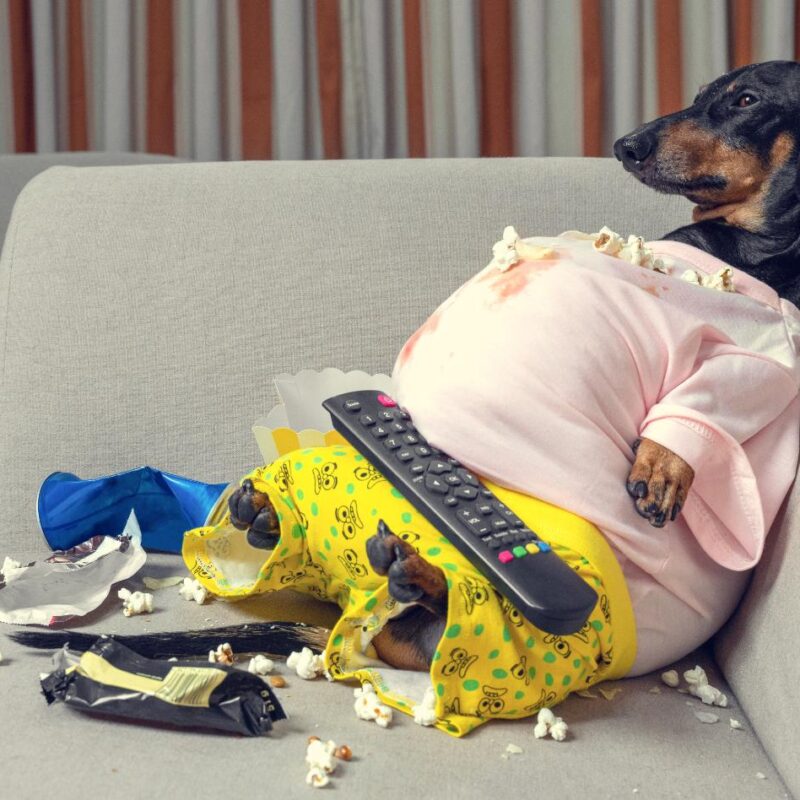 Obese Dog