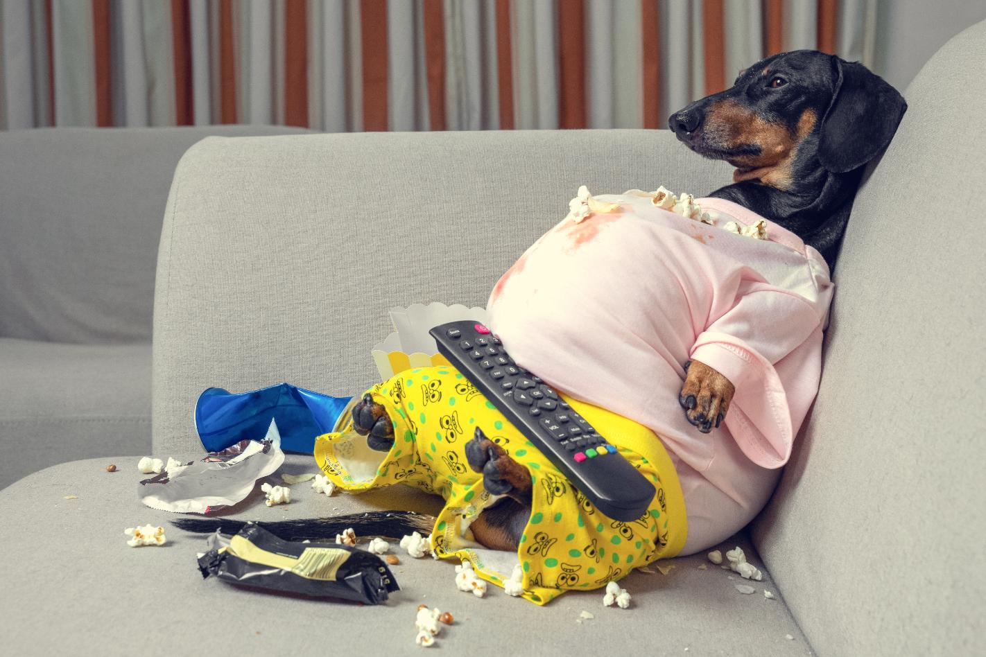 Dog Obesity – Health Issues that Can Result from Being Overweight